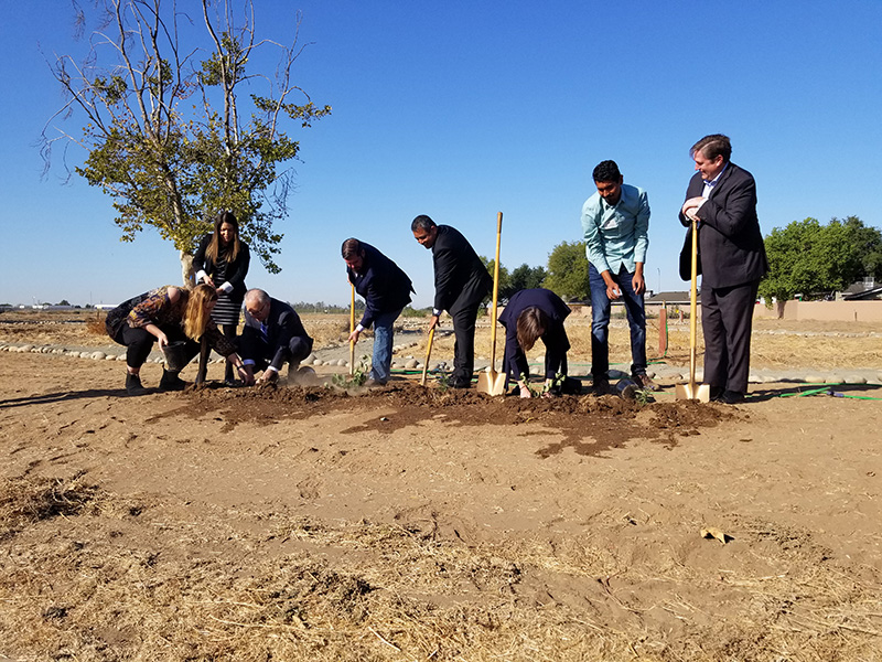 A group of people digging in a field to plant a tree.