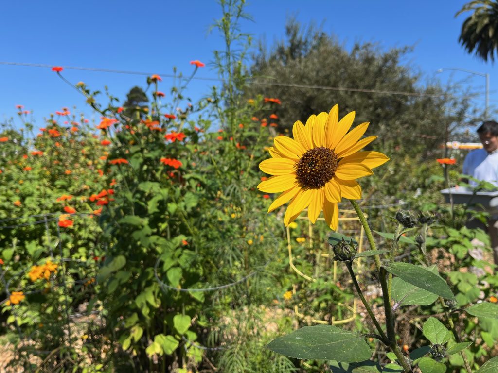 Closeup photo of sunflower. Other green plants in background.