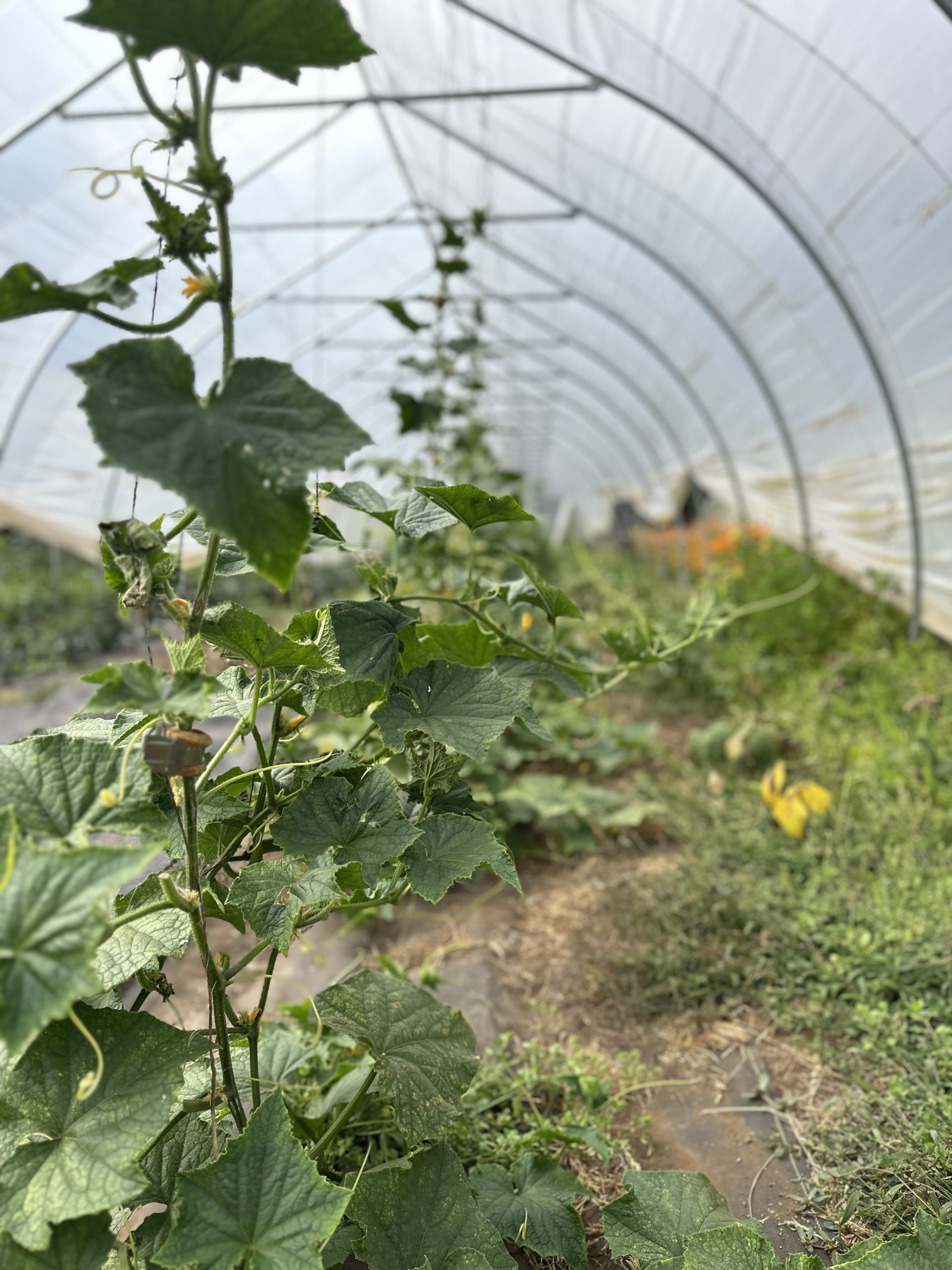 A photo from a Woody Rhino Greenhouse