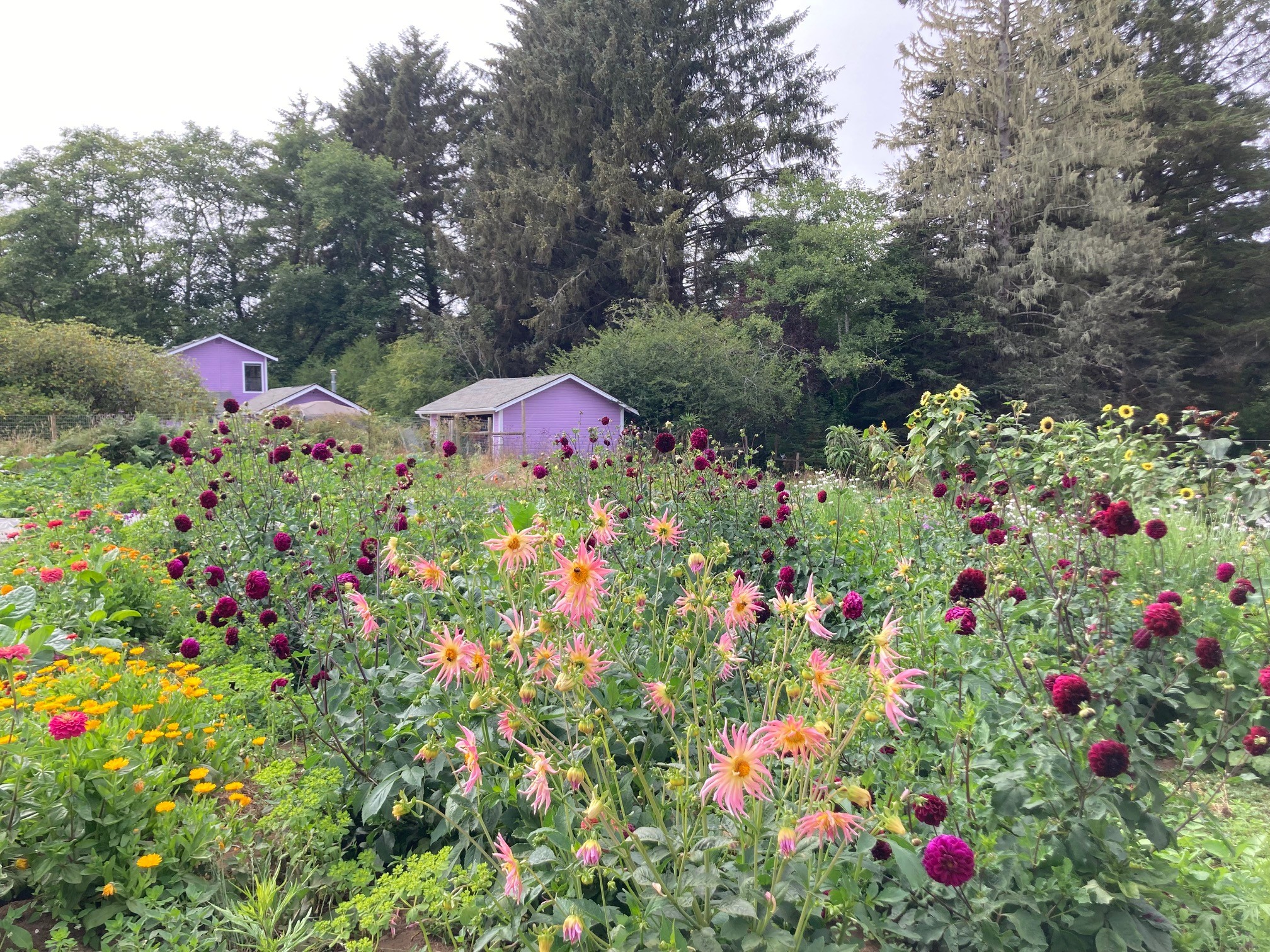 A photo of Woody Ryno farms with flowers.