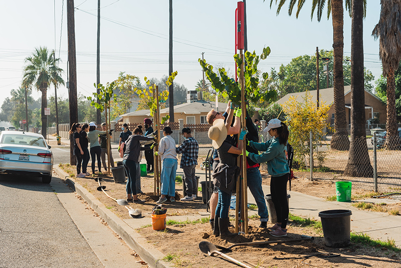 Community planting trees along a sidewalk.