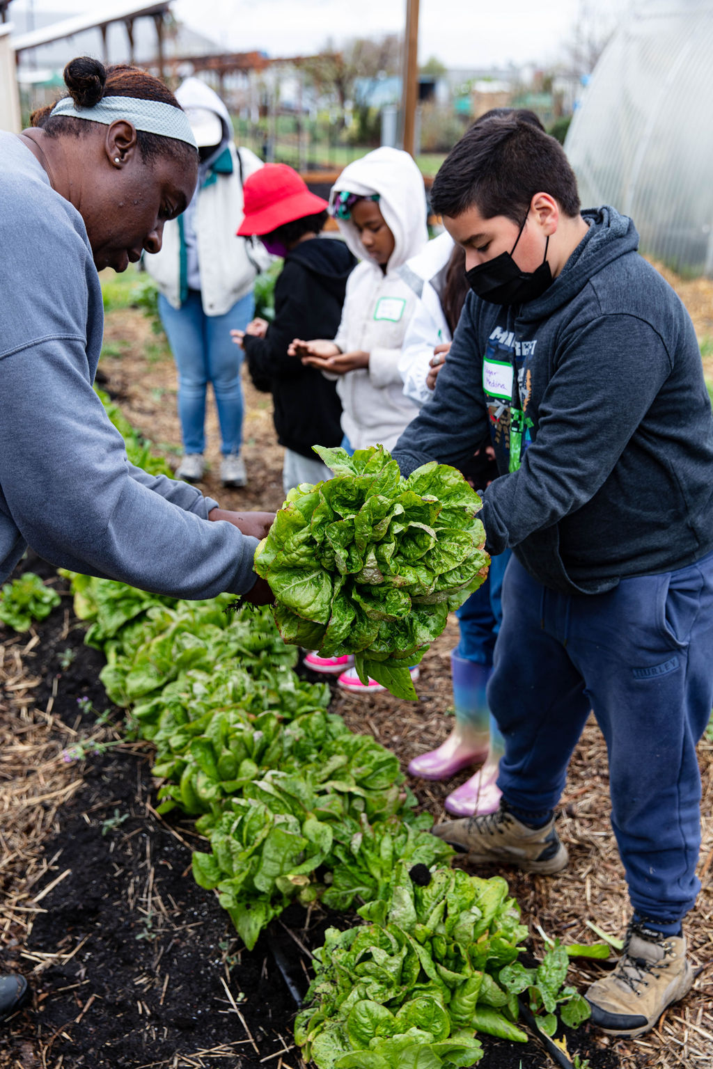 people tending a garden