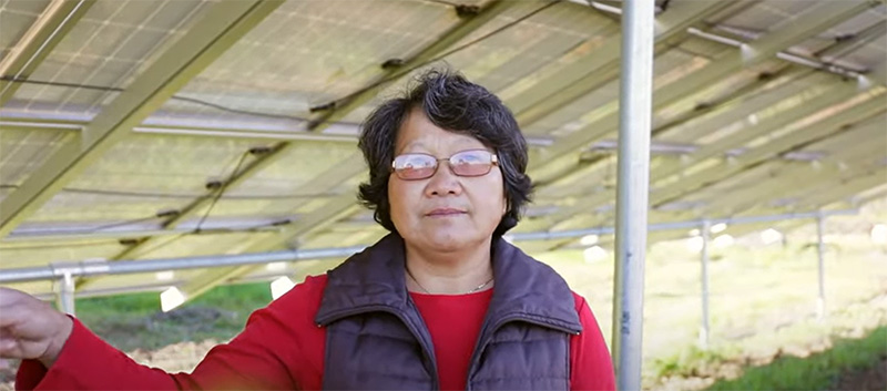 Rosie Lee Video